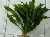 Plante acvariu 