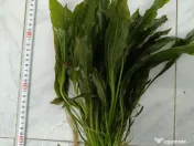 Plante acvariu 