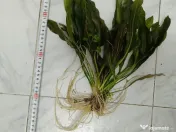 Plante acvariu 
