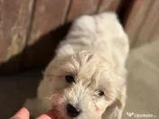 Cățeluși bichoni 
