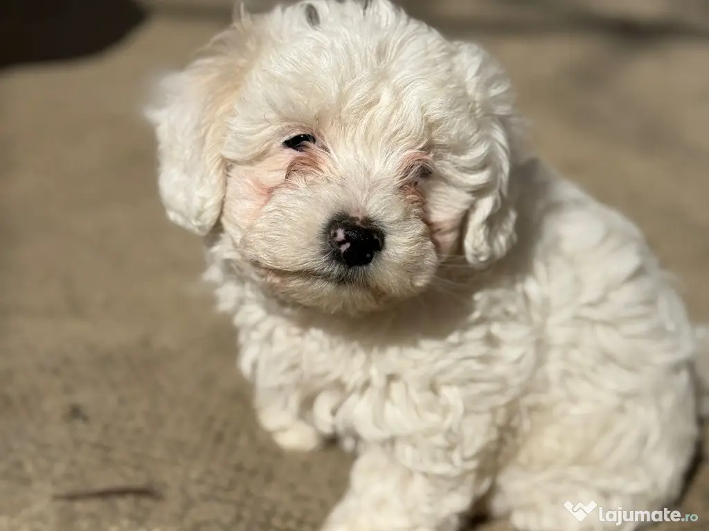 Cățeluși bichoni
