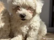 Cățeluși bichoni 