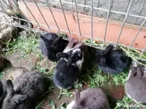 Iepurași drăgălași pentru copilași