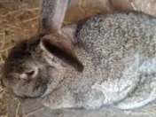 Iepurași drăgălași pentru copilași 