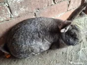 Iepurași drăgălași pentru copilași 