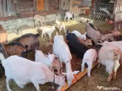 Capre la prima și a doua fătare. 