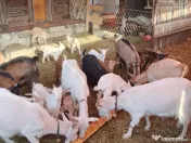 Capre la prima și a doua fătare. 