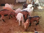 Capre la prima și a doua fătare. 