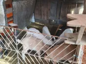 Capre la prima și a doua fătare. 