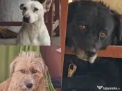 Ofer spre adopție 3 câini 