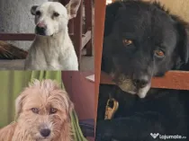 Ofer spre adopție 3 câini