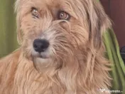 Ofer spre adopție 3 câini 