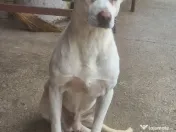 Ofer spre adopție 3 câini 