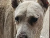 Ofer spre adopție 3 câini 