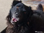 Ofer spre adopție 3 câini 