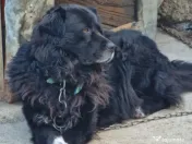 Ofer spre adopție 3 câini 