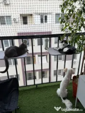 Rulouri aluminiu,plase insecte si pisici,usi de garaj 