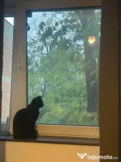 Rulouri aluminiu,plase insecte si pisici,usi de garaj 