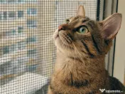 Rulouri aluminiu,plase insecte si pisici,usi de garaj