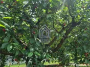 Vila de 260 mp cu anexe 40 mp si teren 1600 mp 