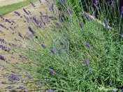 Vila de 260 mp cu anexe 40 mp si teren 1600 mp 