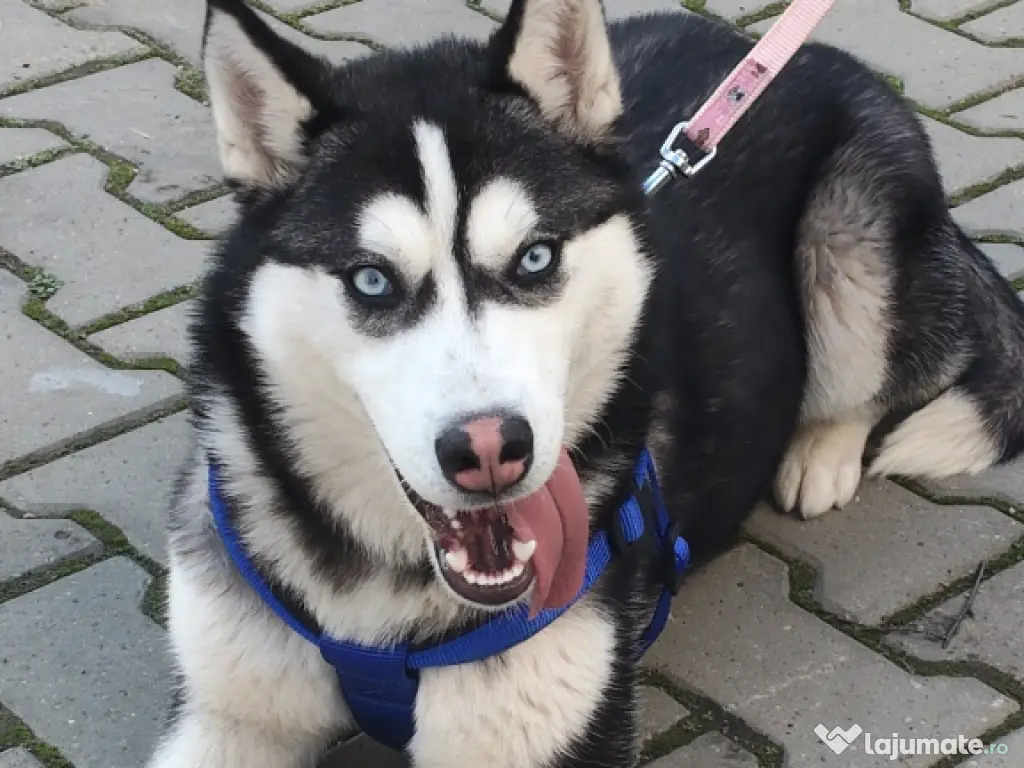 Maya – Husky Siberian femelă, 6 luni 🐶