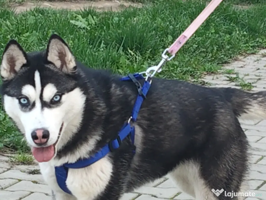 Maya – Husky Siberian femelă, 6 luni 🐶