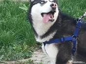 Maya – Husky Siberian femelă, 6 luni 🐶