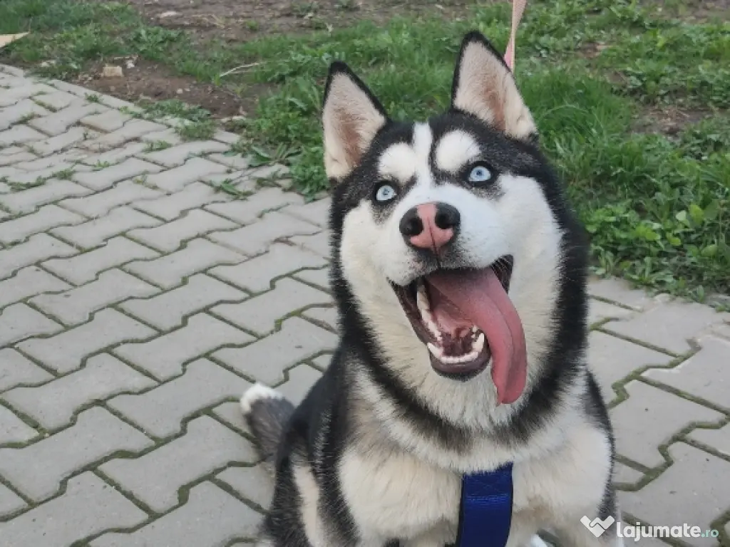 Maya – Husky Siberian femelă, 6 luni 🐶