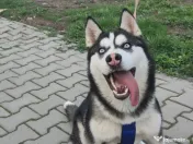 Maya – Husky Siberian femelă, 6 luni 🐶