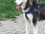 Maya – Husky Siberian femelă, 6 luni 🐶