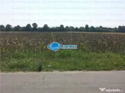 Teren Intravilan Herasti Giurgiu 2 HA 
