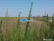 Teren Intravilan Herasti Giurgiu 2 HA 