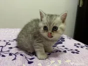 British shorthair tabby 