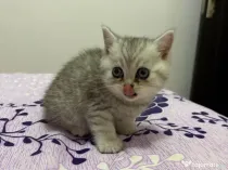 British shorthair tabby