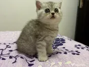 British shorthair tabby 