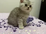British shorthair tabby 