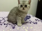 British shorthair tabby 