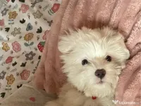 Bichon maltez alb fetita 