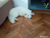 Samoyed 4 luni. 