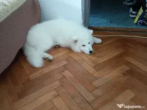 Samoyed 4 luni.