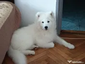 Samoyed 5 luni CUMINTE 