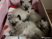 Pui pisica Birmaneza 6 saptamani 