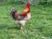 Vând cocos albastru de Marans 