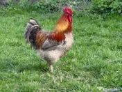 Vând cocos albastru de Marans 