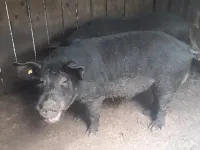 Vand 2 porci mistreti(pata negra) 
