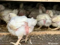 Inchiriez camera la curte zona Auchan Vitan 