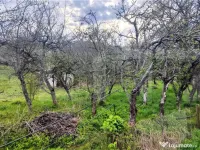 ???? Teren Construibil 2900 mp cu 2 deschideri la asfalt – 