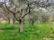 ???? Teren Construibil 2900 mp cu 2 deschideri la asfalt – 