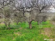 ???? Teren Construibil 2900 mp cu 2 deschideri la asfalt – 